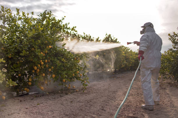 Best Wasp Removal Services  in Luling, TX