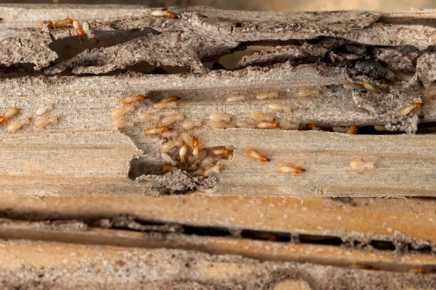 Pest Control for Restaurants in Luling, TX