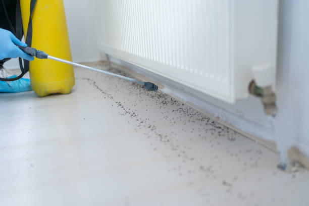 Best Pest Control Near Me in Luling, TX